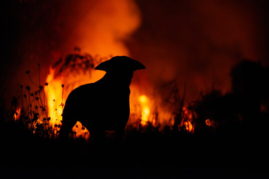 The silhouette of the dog is burning behind it