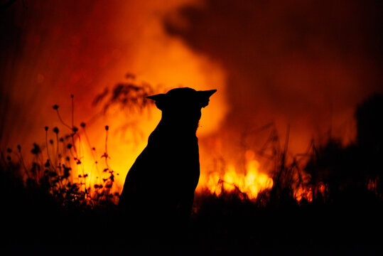 The silhouette of the dog is burning behind it