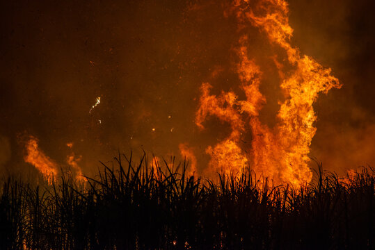 Pre-harvest burning sugarcane