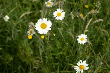Fototapeta premium little yellow flowers 