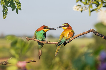 birds of paradise during spring courtship