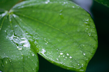 leaf with drops