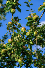 Heranreifende Äpfel am Zweig eines Apfelbaums vor einem schönen blauen Himmel