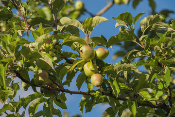 Noch unreife, wachsende Äpfel an den Zweigen eines Apfelbaums vor blauen Himmel im Hintergrund