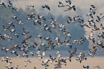 Houtduif, Common Wood Pigeon, Columba palumbus