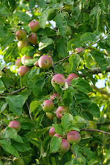 Obst: Schöne, frische, heranwachsende  Äpfel an einem Apfelbaum im Juni / Sommer (Hochformat)