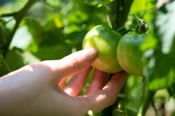 実ったばかりの緑のトマトに触る手