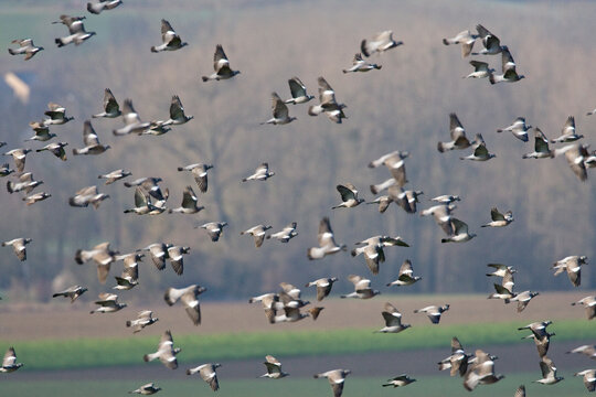 Houtduif, Common Wood Pigeon, Columba palumbus
