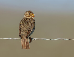 Grauwe Gors; Corn Bunting; Emberiza calandra