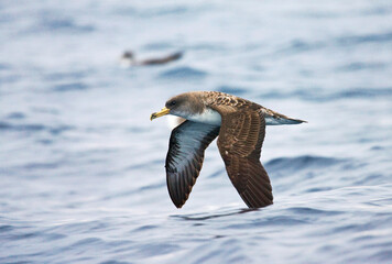 Kuhls pijlstormvogel, Cory's Shearwater, Calonectris diomedea