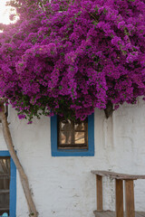 A white building with blue window frames in the Greek style and a beautiful blooming purple tree. Travel and architecture concept. Bodrum, Turkey