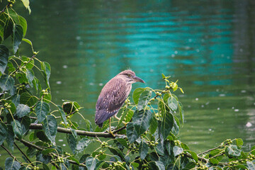 blue heron on branch