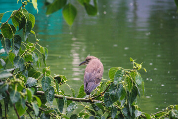 great blue heron