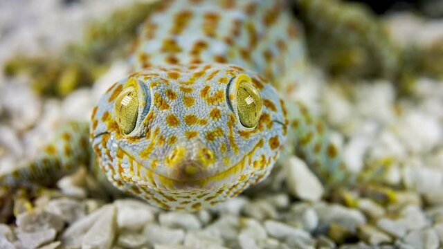 Closeup of a Tokay Gecko smile (Gecko gecko).