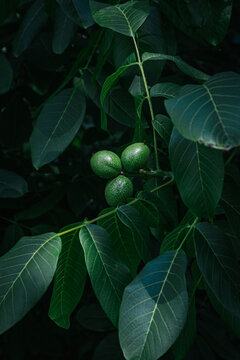 Moody photo of Walnut tree and fruit