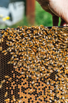 Honeycomb full of bees with an Italian queenbee