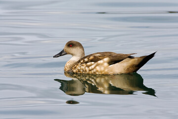 Gekuifde Eend, Crested Duck, Lophonetta specularioides