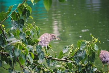 great blue heron
