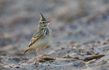 Kuifleeuwerik, Crested Lark, Galerida cristata