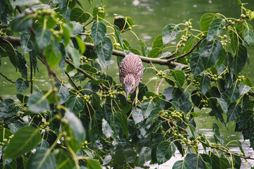 tree with leaves