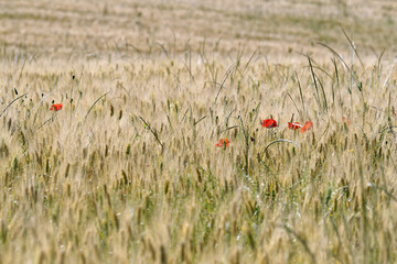 Coquelicots dans un champ de blé en été