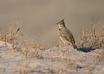 Crested Lark, Kuifleeuwerik, Galerida cristata