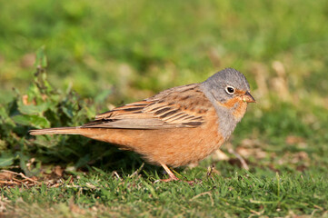 Bruinkeelortolaan, Cretschmar's Bunting, Emberiza caesia
