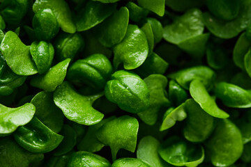 Fresh basil on a dark background. Green basil. Green basil on a dark background. Food background. A lot of basil