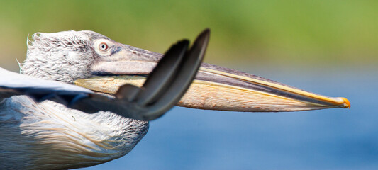 Kroeskoppelikaan, Dalmatian Pelican, Pelecanus crispus © AGAMI