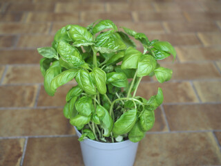 basil (Basilicum) potted plant
