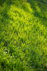 Green meadow or lawn useful as a grass background