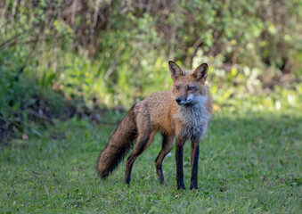 Red fox with a bushy tail walking through a grassy field near Ottawa, Canada