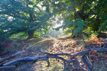 Castaños en El Real de San Vicente. Toledo. España. Europa.