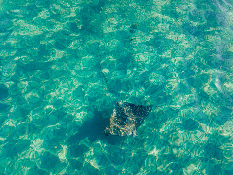 Refracted Egale Ray