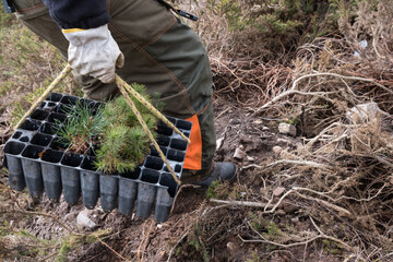 planting pinetrees
