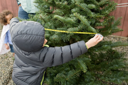 Boy measures conifer with tape