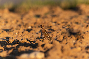Caille des blés Coturnix coturnix mâle chanteur en plaine de Beauce, Centre, France