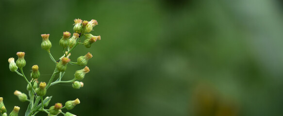 Dandelion seeds in the sunlight blowing away across a fresh green morning background. Hd image and large zise