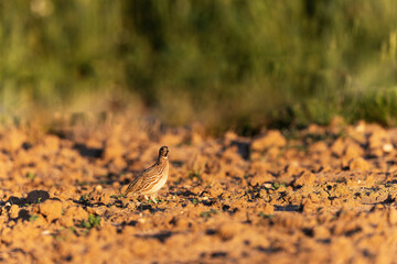 Caille des blés Coturnix coturnix mâle chanteur en plaine de Beauce, Centre, France