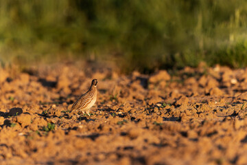 Caille des blés Coturnix coturnix mâle chanteur en plaine de Beauce, Centre, France