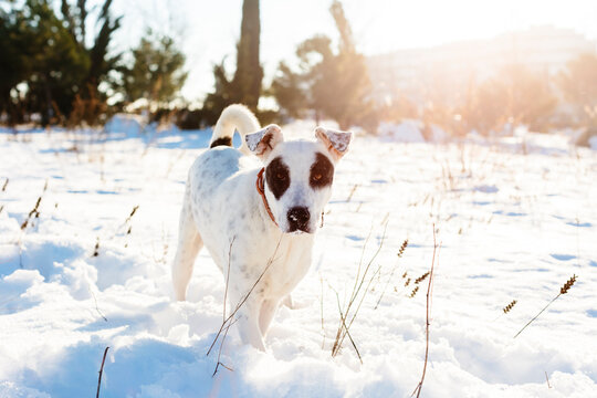 Portrait of white dog in the snow looking at camera at sunset