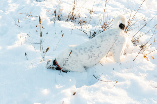 White dog digging in the snow