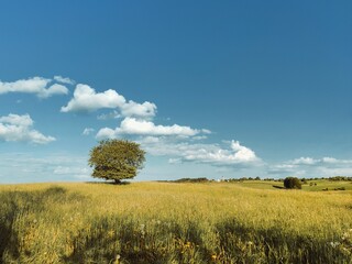 Fototapeta premium tree on a field