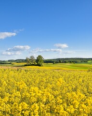 Obraz premium Rape field