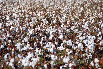 CULTIVO DE ALGODÓN