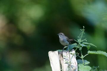 Rossignol philomène Luscinia megarhynchos en sous-bois près de son nid