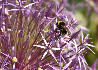 bee on an Allium flower
