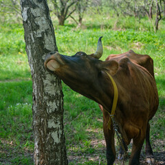 Cow itches sideways and rubs against a birch tree, sunny summer day