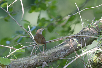 Rossignol philomène Luscinia megarhynchos en sous-bois près de son nid