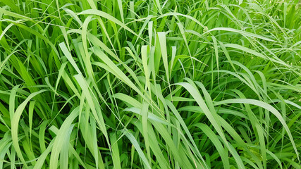 green grass, vegetative eco background